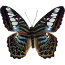 Blue Clipper - Parthenos sylvia icon